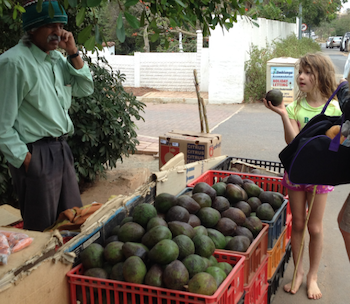 Avocados after a trip to the beach – big ones!