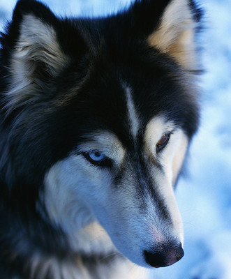 Husky Service dog who helps veterans