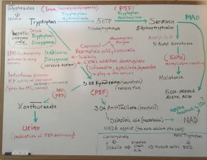 lidtke image serotonin biochemistry