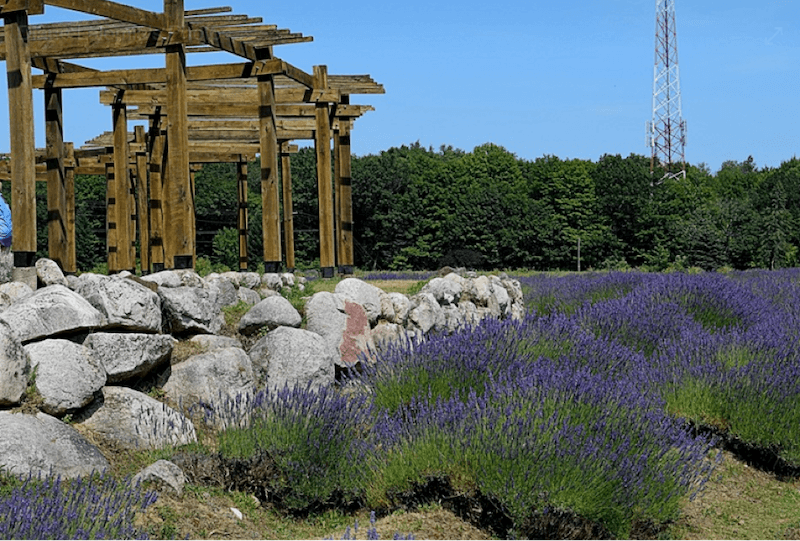 Stunning Lavender Labyrinth In Michigan Meditative Benefits For Anxiety Everywomanover29,Electric Charging Station In Delhi