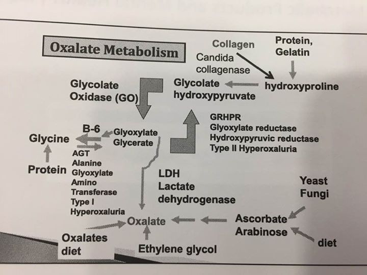 Oxalate Chart