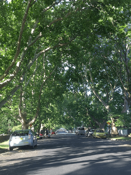 tree-lined street